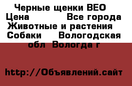 Черные щенки ВЕО › Цена ­ 5 000 - Все города Животные и растения » Собаки   . Вологодская обл.,Вологда г.